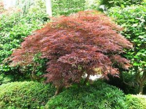 Pucerons Erable Du Japon