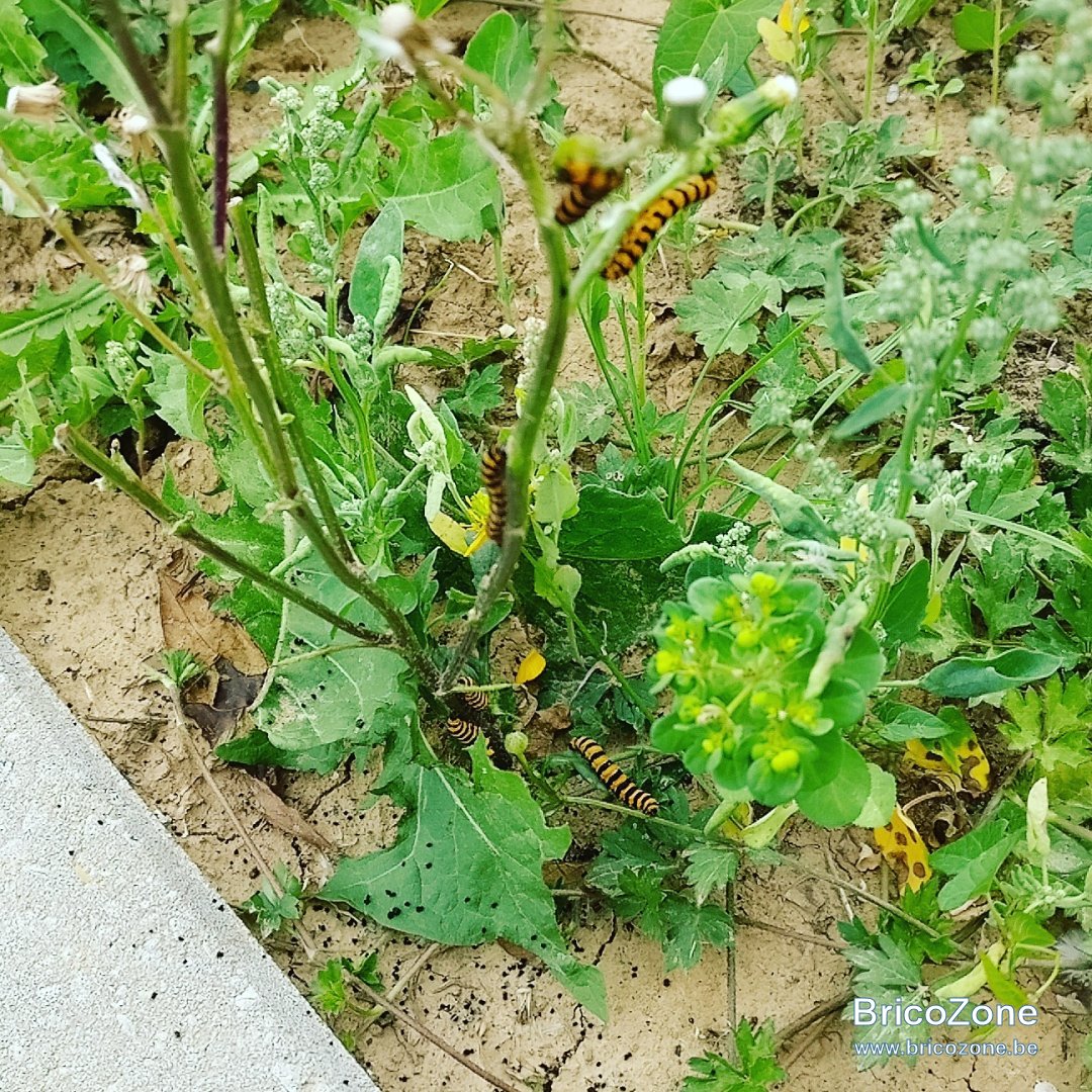 IMG_20170710_205254_691.jpg
