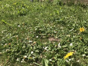 IMG_0743[1].JPG