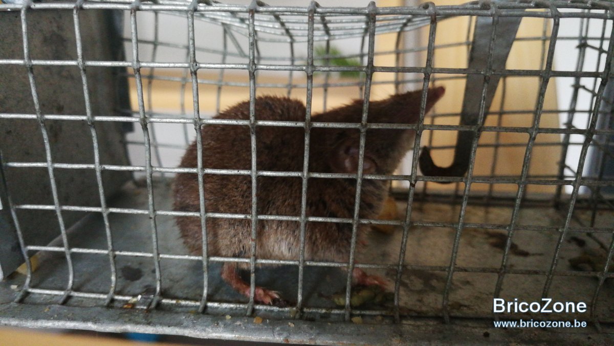 IMG-20190315-WA0006.jpeg