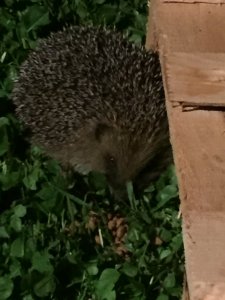 179BF022-4520-41B0-85BC-4089D409D6D5.jpeg