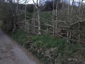 IMG_2177.JPG