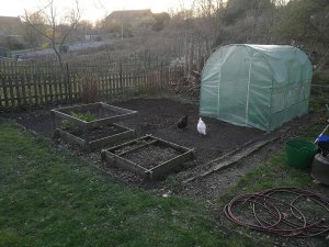 potager 1.jpg