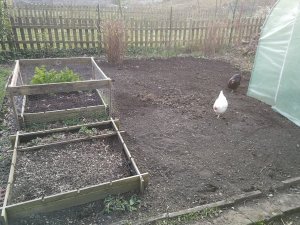 potager 2.jpg