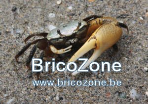 crabe-violoniste-ce-ma-faute-martinique-300x212.jpg