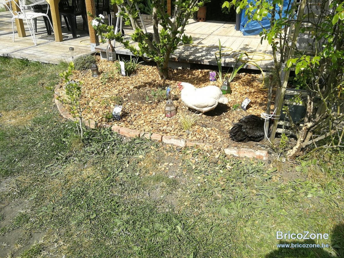 poules parterre.jpg