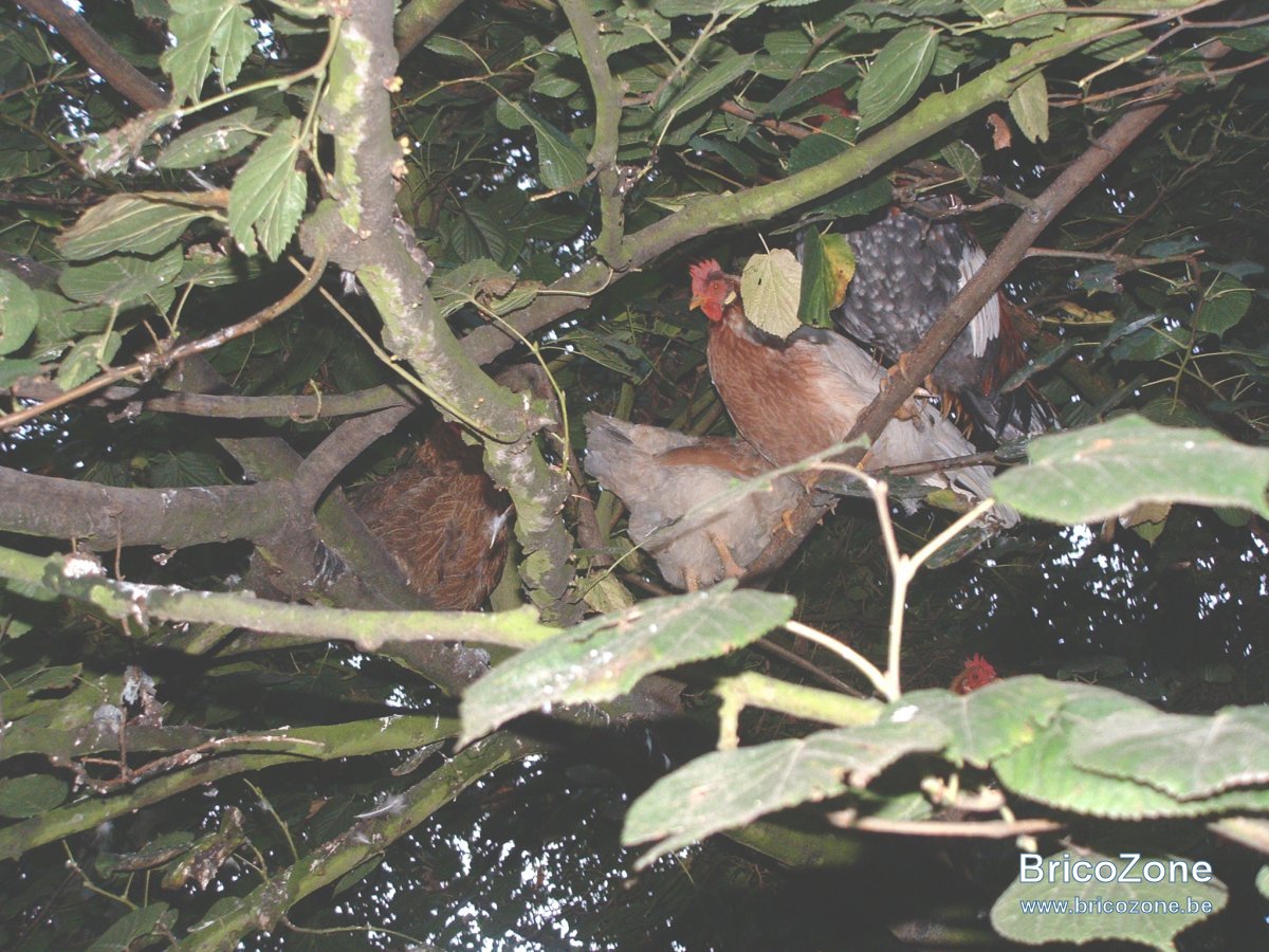 poules arboricoles 01.JPG