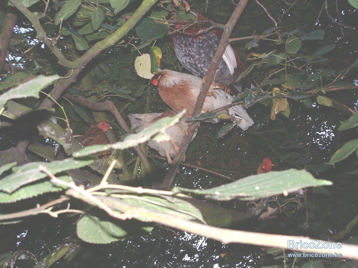 poules arboricoles 02.JPG
