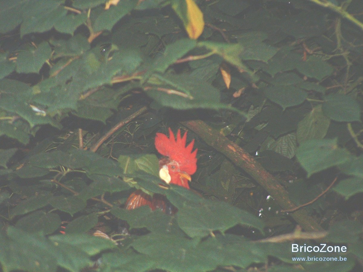 poules arboricoles 03.JPG