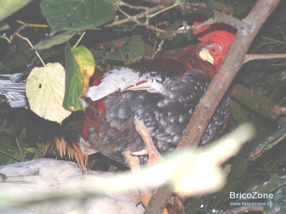 poules arboricoles 04.JPG