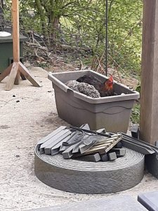poules.jpeg