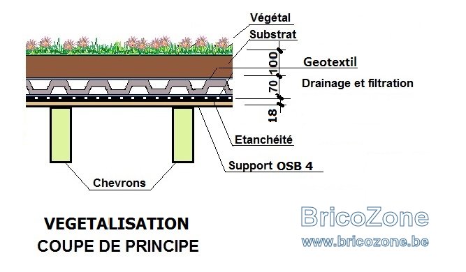 TOIT PLAT végétal non isolé.jpg