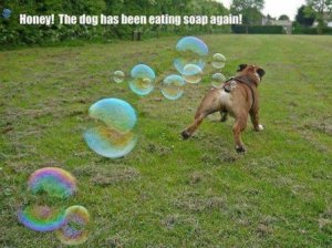 chien_savon_pet_m.jpg