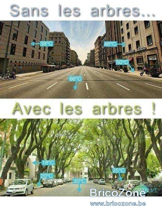 arbre1.jpg