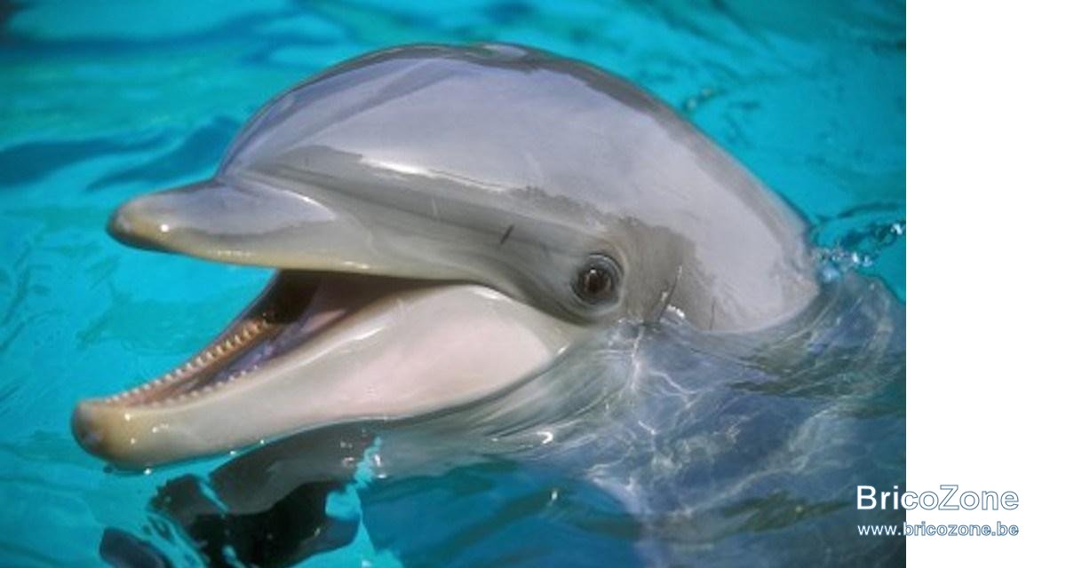 1200-L-video-flipper-le-dauphin-est-un-detraque-sexuel.jpg