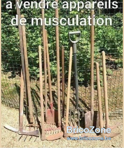 muscu.PNG