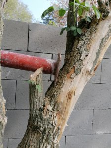 IMG_20210419_120558.jpg