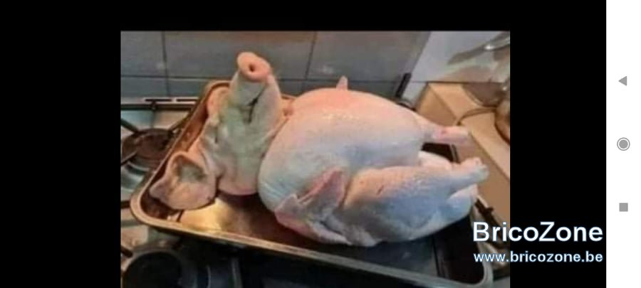 cochon.jpg