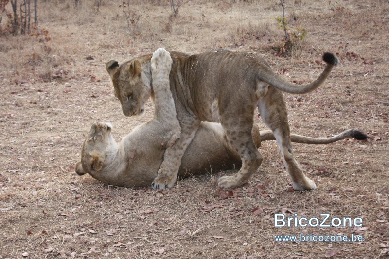 ZimbabweLions.jpg