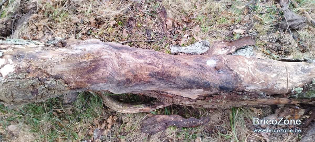 IMG_20221229_110004.jpg