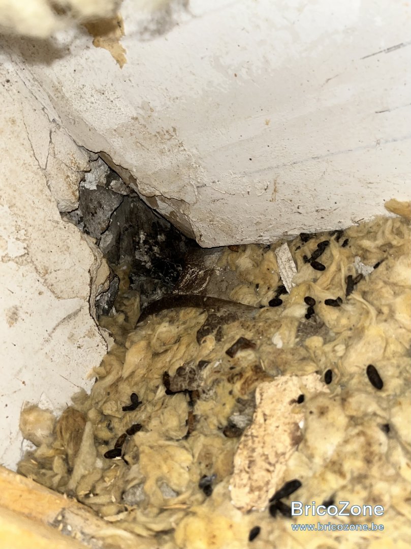 Invasion de rats dans le faux plafond, combles, placo BricoZone — free download