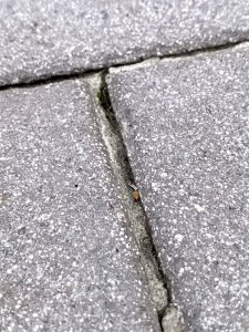IMG_1137.jpeg