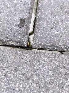 IMG_1139.jpeg IMG_1139.jpeg