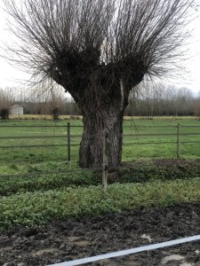 IMG_3433.jpeg