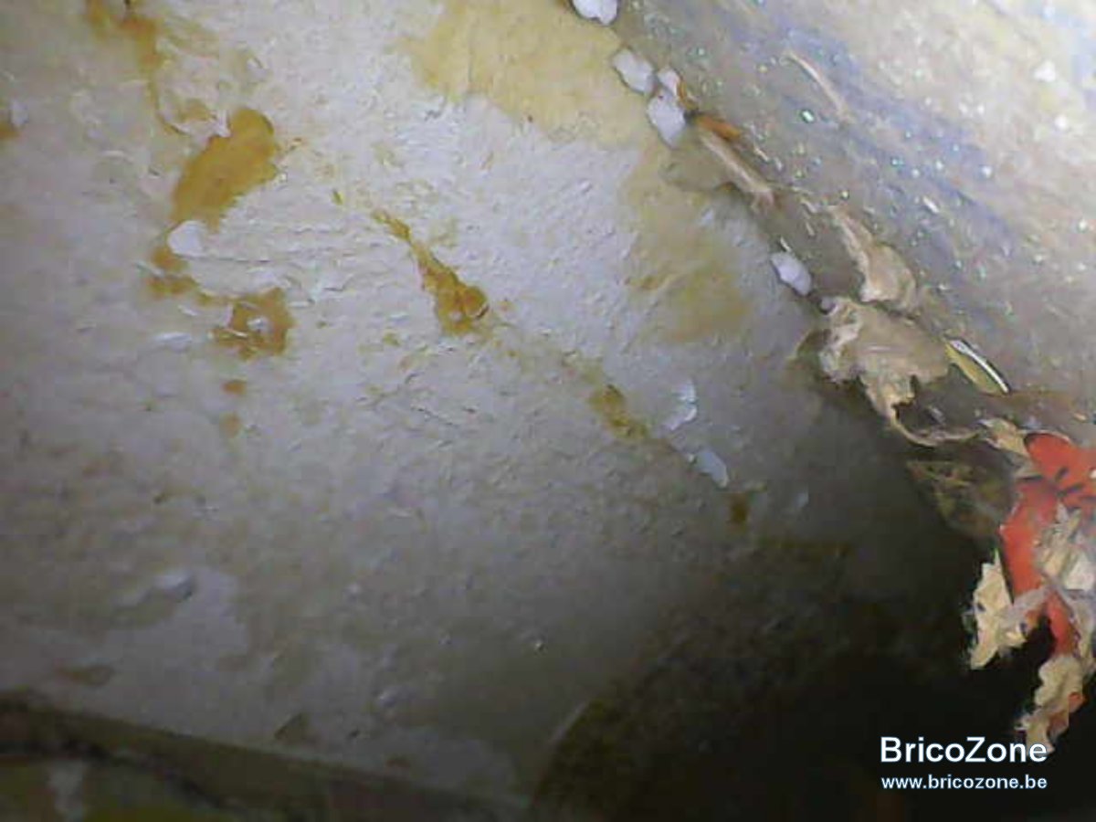 Invasion de rats dans le faux plafond, combles, placo Page 2 — free download