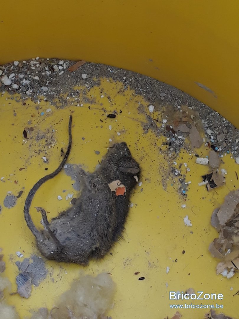 Invasion de rats dans le faux plafond, combles, placo Page 3 — free download