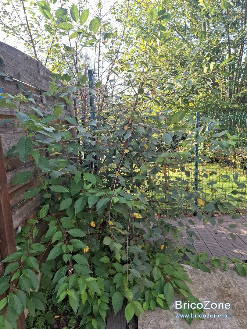 20240826_083520.jpg