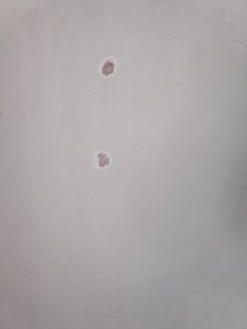 IMG_20240908_105708.jpg