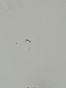 IMG20241119074800_01.jpg