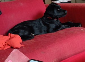 chien3mois.jpg