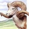 Argali