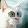 SPIROUMONCHAT