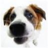 Rex-le-chien