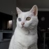 Maiwenn