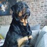 annekepepinster