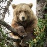 Teddybear