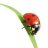 bud2100
