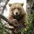 Teddybear